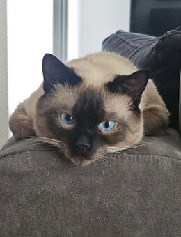 Bounty sucht ein neues Zuhause - Lenggries