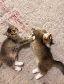 BKH- mix kitten in 22527
