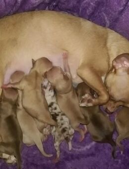Hunde Hebamme - KEIN TIERARZT - Berlin