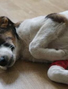 Alice sucht eine Pflegestelle - Neuss