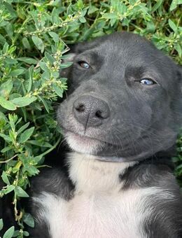 Shadow sucht Streichelhände - Alfdorf