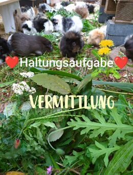 Meerschweinchen Weibchen Böckchen - Groß Pankow
