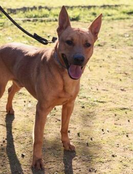 Anubis wartet sehnsüchtig - Berlin