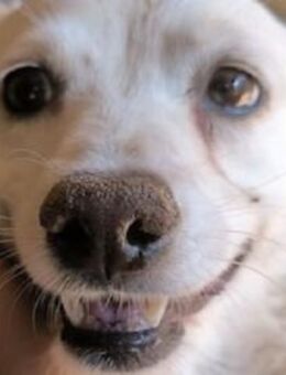 SMEILIE-zierliche, bildhübsche Hündin,35 - Rösrath