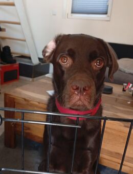 Labrador Boxer mischling sucht neues Zuhause - Scheeßel