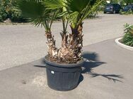 Washingtonia Robusta - Sömmerda