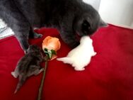 Britische Kurzhaarige Kitten - Kyritz