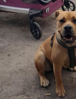 Presa canario Hündin 1jahr - Burg (Sachsen-Anhalt)