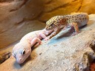 Zwei Leopardgeckos mit Terrarium zu verkaufen (nur abholung) - Hannover Mitte