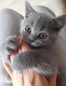 Wunderschönes Bkh Kitten Mädchen blue in 52477