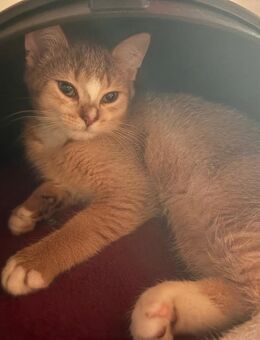 2 Wundervolle Katzen abzugeben - Auerbach (Oberpfalz)