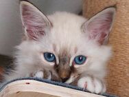 Heilige birma kitten - Marl (Nordrhein-Westfalen)