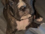 Boxer Welpen (reinrassig) abzugeben - Niederhambach