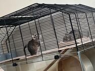 Degus Weibchen und Männchen - Oberhausen