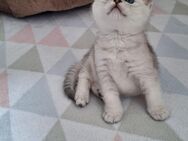Reinrassige BKH kitten - Pleinfeld