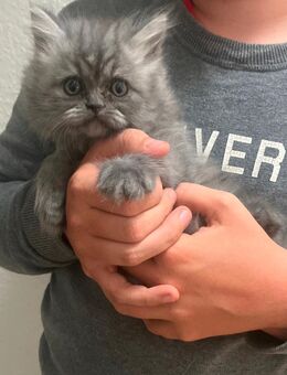 Britisch Langhaar Kitten in blue - Rothenburg (Tauber)