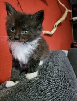 Wunderschöne Maine Coon kitten - Mechernich
