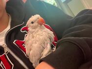 Zahmer halsbandsittich Baby Albino - Wiesbaden Nordenstadt