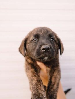 Welpe Appa - Ellerbek