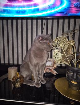 Bkh katze mix 7 monate jung - Dortmund Adlerstraße