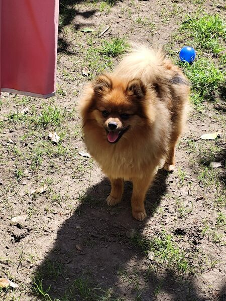Pomeranian Rüde Fluffy - Kämpfelbach