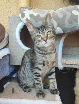 Kleiner Bandit sucht sein Zuhause - Margetshöchheim