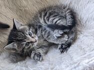 Maincoon-russischblau Mix Kätzchen Wurf - Bad Harzburg