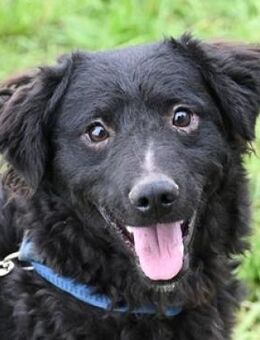 Hundejunge ALVARO - Gefrees