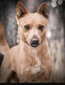 TOOTHY sucht dich – mit Herz, Hirn und einem Hauch Dickkopf! ❤️ in 41836