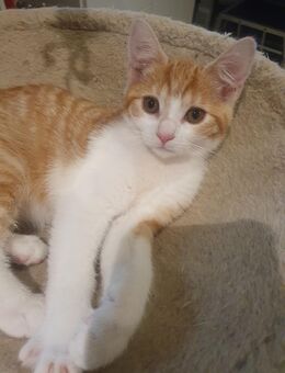 EKH-MIX KITTEN - Neuenkirchen (Schleswig-Holstein)