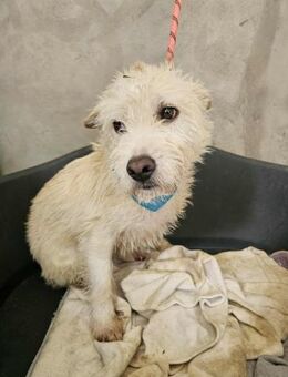 Zutraulicher Peter - Eichenzell