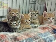 Violeta & Blanco & Rubio - Kittenpower - Bad Camberg