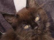 Maine-Coon kitten reinrassig. - Bokensdorf