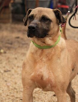 Kesua-VA, Bollerkopf mit großem Herzen - Neustadt (Rübenberge)