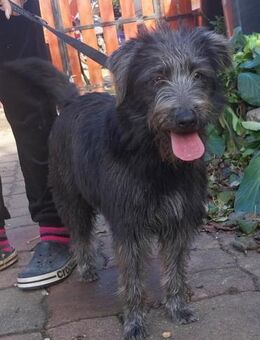 Fibi von kettenlos - Bollingstedt