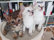 Bengal Kitten Brown Spotted Kater Katze - Essen