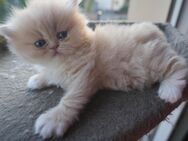 Reinrassige Perser Kitten - Landshut