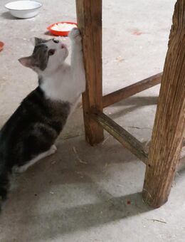 Kätzchen - Triftern