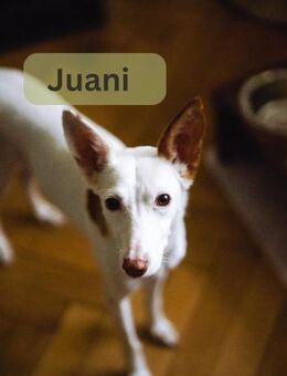 JUANI, w., kastr., Podenco, ca. 44 cm - Sipplingen