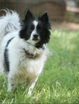 Putziger Skittle, bist Du seine Familie? - Pirmasens