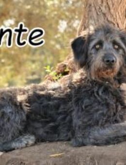 Schatz Dante stellt sich vor❤️ - Essingen (Rheinland-Pfalz)