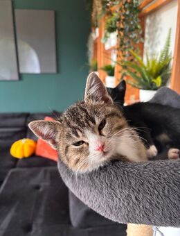 Britisch Kurzhaar Kater! - Treuen