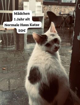 Liebevolle Katze abzugeben - Hürtgenwald
