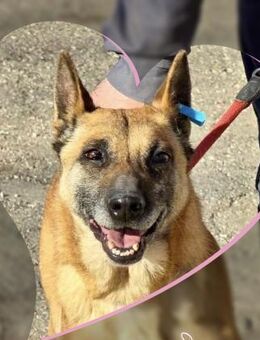 🆘 RUBY sucht DRINGEND 🆘PLZ 91616 - München