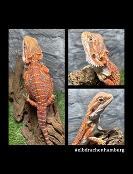 No.1 High Red Blue Bartagame male (pogona vitticeps) NZ April 2025 - Hamburg Wandsbek