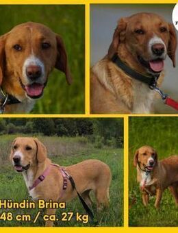 Brina Mischling Hündin katzenverträglich - Margetshöchheim