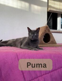 PUMA, w., kastr., Russ.-Blau, geb. 2013 - Sipplingen