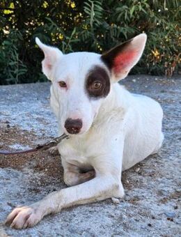 Jack Sparrow sucht seine Familie - Laatzen