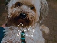 Shih Tzu Welpen - Magdeburg