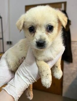 Welpe Shira 💕 sucht liebevolles Zuhause - Kallmünz